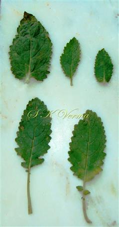  Leaves (Adaxial view)